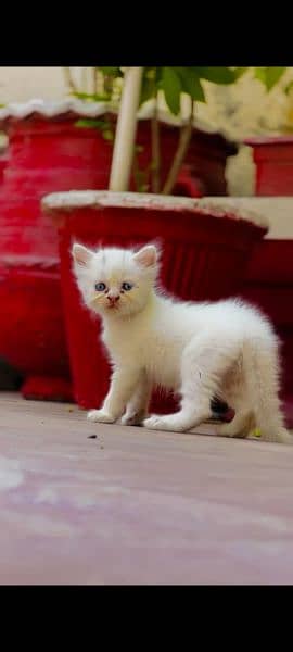 cuteis femail kitten odd eye and blue eye for sale 1