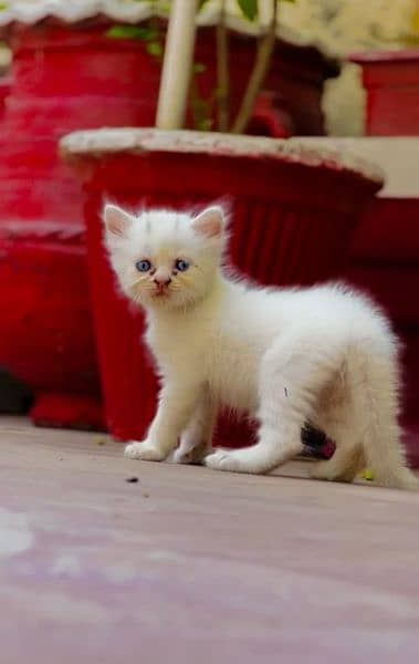 cuteis femail kitten odd eye and blue eye for sale 2