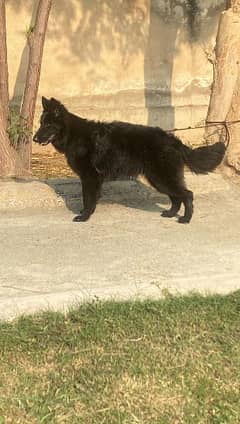 Black Female German Shepherd