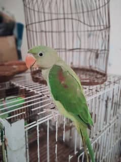 Raw parrot pahari totta jumbo size 4 month