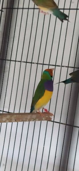 Common Gouldian Pairs 0