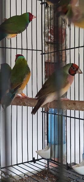 Common Gouldian Pairs 1