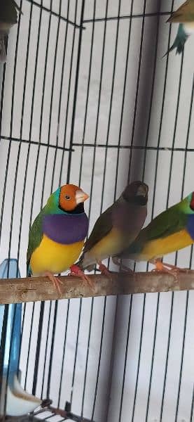 Common Gouldian Pairs 3