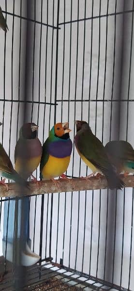 Common Gouldian Pairs 4