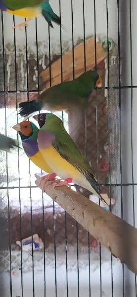 Common Gouldian Pairs 6