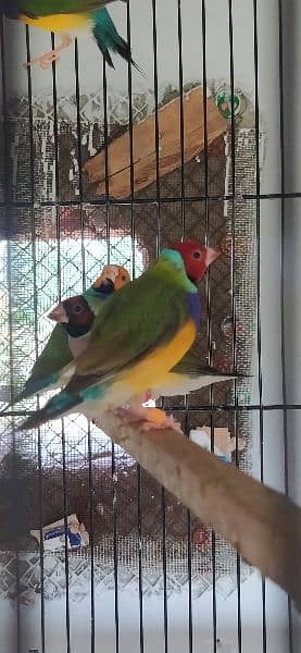 Common Gouldian Pairs 7