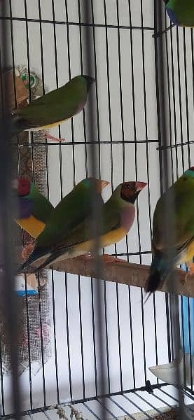 Common Gouldian Pairs 8