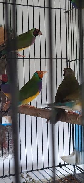 Common Gouldian Pairs 9