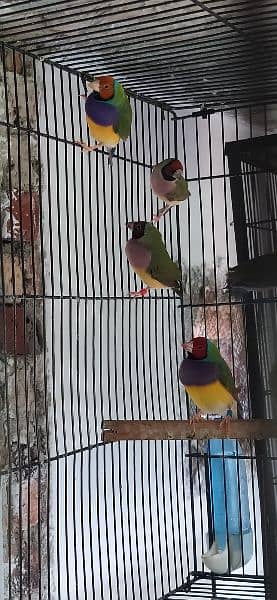 Common Gouldian Pairs 10