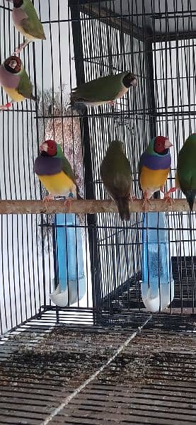 Common Gouldian Pairs 11