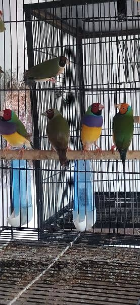 Common Gouldian Pairs 12