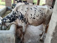 Ma sha Allah fresh cow sath male milk 10 litre 7 din ke sui ha 2 daant