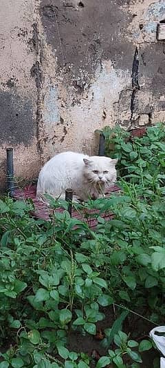 Persian male cat for Sale