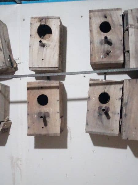 Lovebirds breeding box for sale total 10 piece hein 1