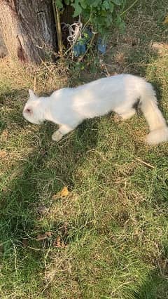 A male Persian cat