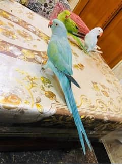 Blue Turquoise Parrott_03246142516