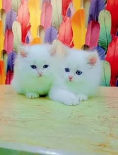 Persian cat for sale my WhatsApp number 03/46/84/44939