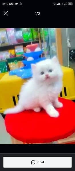 Persian Cat for sale my WhatsApp number 03276330466 0