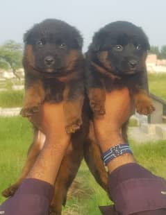 long coat German Shepherd puppy pair 2 month for sale