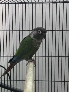 Greencheek Conure Pair