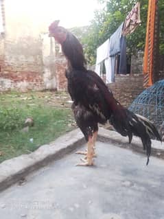 Aseel lakha long hight murga mazbot jor ka healthy for sale.