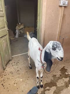 Goat 11 Months Bakri Female