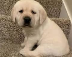 Labrador puppies 03429703700