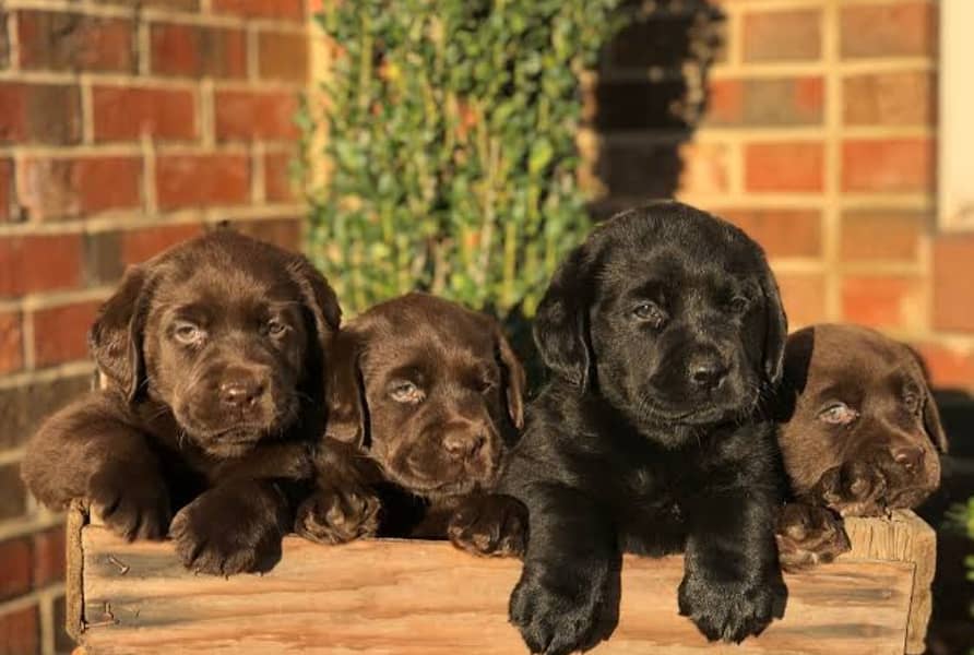 Labrador puppies 03429703700 1