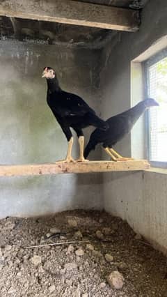 Paper White heera, Lasani Mianwali breed Austrlop chicks