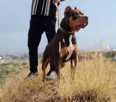 TRI Colour Pitbull for sale | Pitbull For for sale