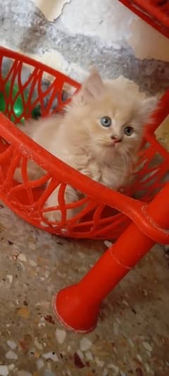 Persian male baby kitten  well trained