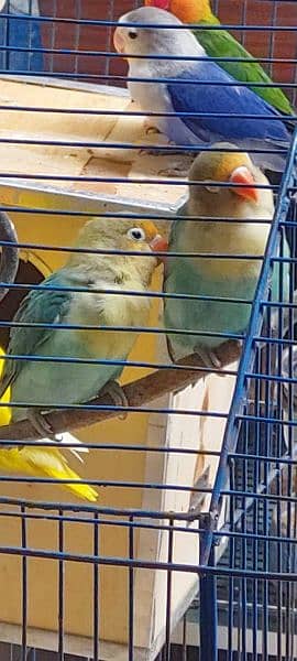 low price love birds available 2