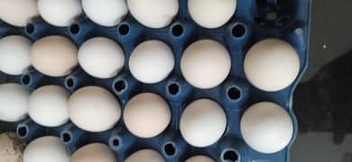 desi fatlaizer eggs