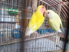 coctails ,love birds,budgries, Green ringneck . kashmiri Raw