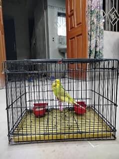 Zarar Cage for birds + Pair of Australian Parrots || 1 month Used