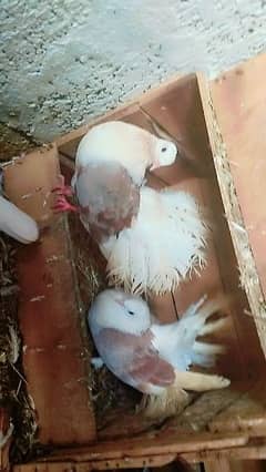 All pigeon breeder pair