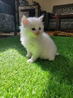 Persian kittens with white shiny fur