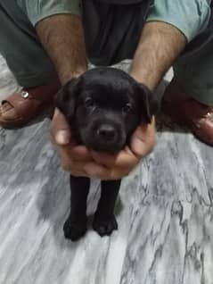 Labrador puppies