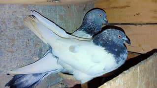 kabutar for sale hi flying pigeons