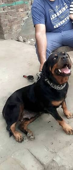 Rottweiler Female