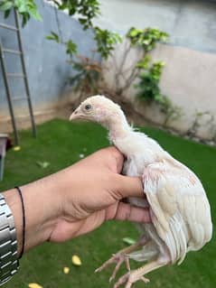 Paper White heera, Lasani Mianwali breed Austrlop chicks and adult