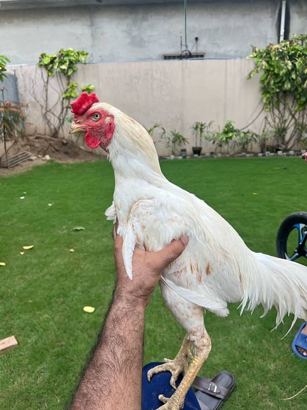 Paper White heera, Lasani Mianwali breed Austrlop chicks and adult 1