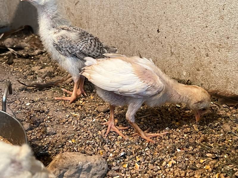 Paper White heera, Lasani Mianwali breed Austrlop chicks and adult 2