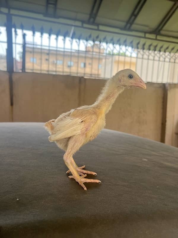 Paper White heera, Lasani Mianwali breed Austrlop chicks and adult 4