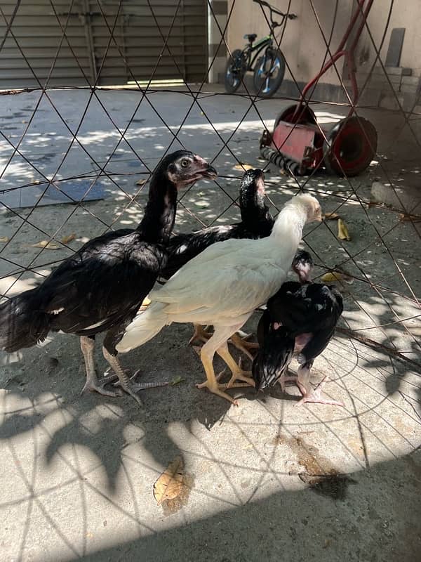 Paper White heera, Lasani Mianwali breed Austrlop chicks and adult 11