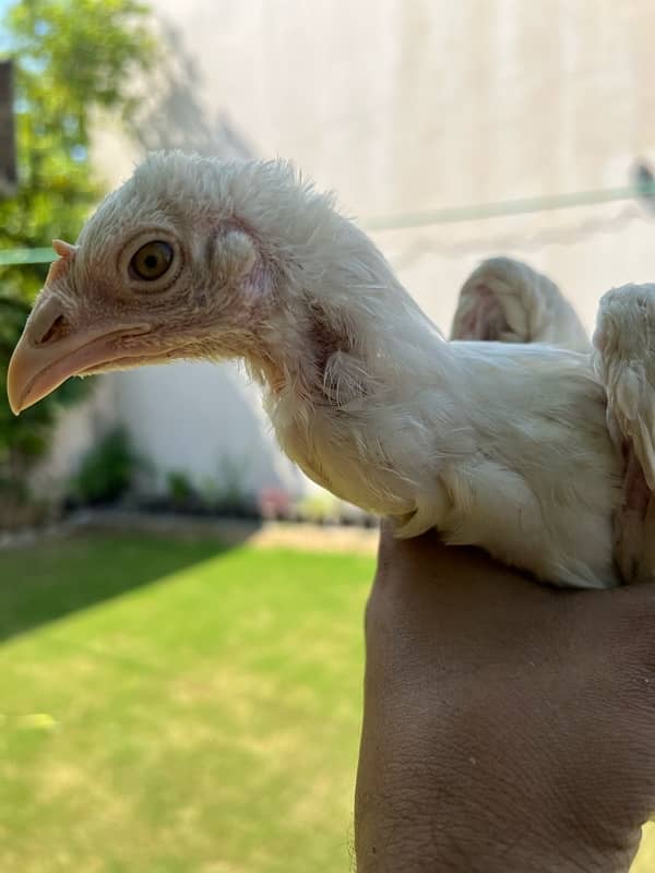 Paper White heera, Lasani Mianwali breed Austrlop chicks and adult 13