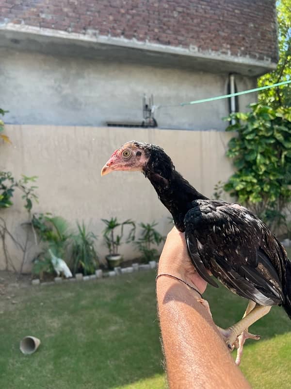 Paper White heera, Lasani Mianwali breed Austrlop chicks and adult 14