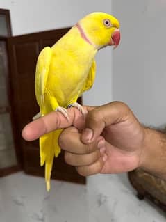 Yellow ringneck Hand tamed male