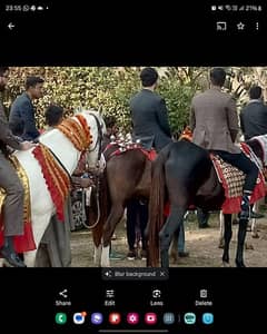 Bughi & Horses On Rent For Wedding events