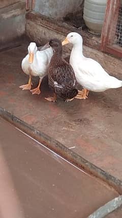 white & brown Duck